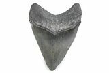Fossil Megalodon Tooth - Georgia #338684-1